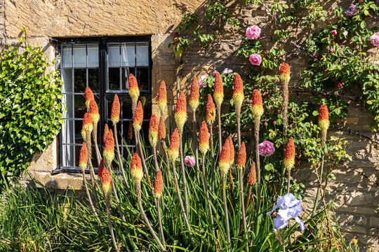 Red hot pokers flowering in early June in the Cotswold village of Naunton in the valley of the River Windrush, Gloucestershire UK