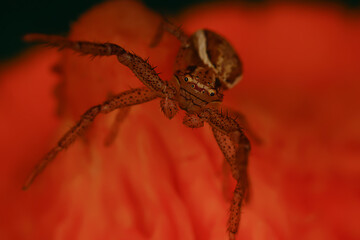 spider jumper macro, arachnophobia, beautiful jumping spider, poisonous spider