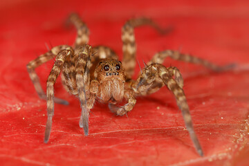 spider jumper macro, arachnophobia, beautiful jumping spider, poisonous spider