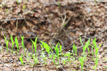 lilies of the valley leaves green background, nature fresh green garden texture
