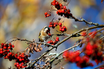 Goldfinches feasting on rowan berries