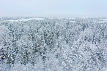 trees forest frost top view background, abstract drone view nature seasonal winter spruce