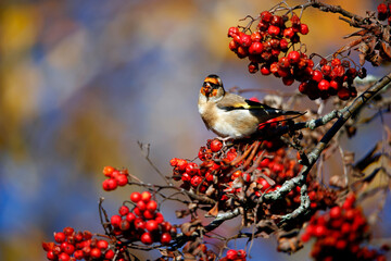 Goldfinches feasting on rowan berries