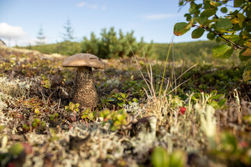 Summer, greens, mushroom, far east, foliage, grass