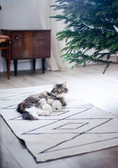 Cat feeds kittens under a Christmas tree, cozy light room, Christmas time