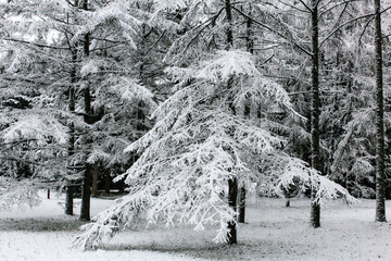 Snow-covered conifers in winter