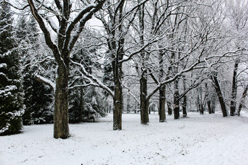 Fototapeta premium Winter landscape with snowy trees