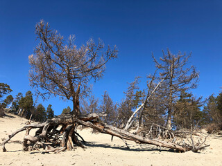Walking tree. The roots of the old larch stick out from under the sandy soil. Stilted trees on the shore of Lake Baikal, Russia.