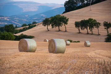 Rural landscape with hay bales in farm fields in countryside