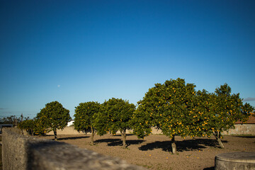 Orange Trees In a Garden