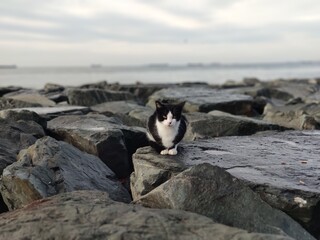 black and white cat alone on the rock