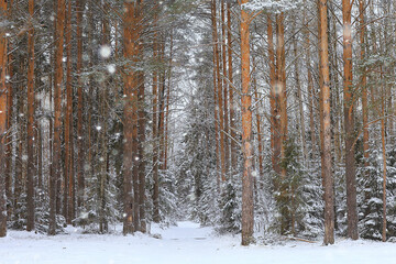 Fototapeta premium winter fir trees in the forest landscape with snow covered in december
