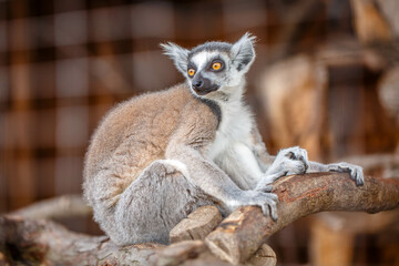 A single captive caged lemur.
