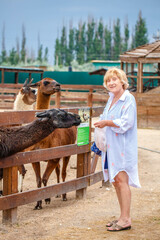 Young woman feeding lama in contact zoo. © popovatetiana