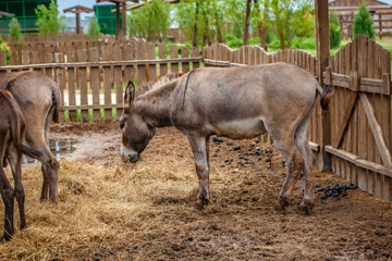 Friendly Donkey  in the paddock being social, contact farm, Donkey sticking face out of petting zoo fence.