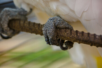 Closeup of parrot's legs and claws on cage to freedom