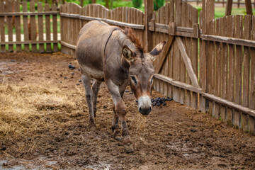 Friendly Donkey  in the paddock being social, contact farm, Donkey sticking face out of petting zoo fence.