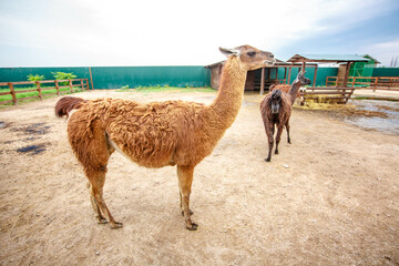 llama at zoo with other llamas