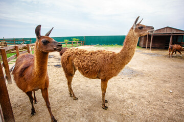 llama at zoo with other llamas
