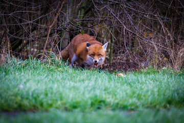 A red fox scavenigng and eating food left on the grassland