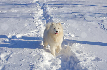 Obraz na płótnie Canvas White cheerful dog runs in the winter on the snow in the park