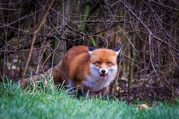 A red fox scavenigng and eating food left on the grassland