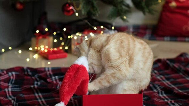 Cat sitting in gift box and trying to take off Santa hat on background of decorated Christmas New Year tree with lights and gifts. Pet falls the box turns over. Curious adorable cat. Funny situation