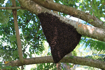 bee hive of wild bees in Indonesia