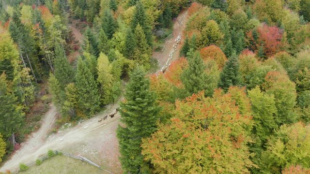A herd of sheep grazes in the Carpathians, Ukraine, the autumn beech and coniferous forest. Winter is coming, and the animals are driven down to the village. ... Aerial video drone copter photo