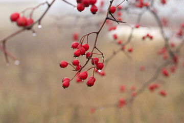 red hawthorn berries outdoors on a tree
