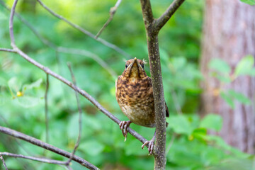 Juvenile common blackbird (Turdus merula), small brown bird with spotted plumage sitting on a tree branch in Puszcza Marianska Nature Reserve in Poland.