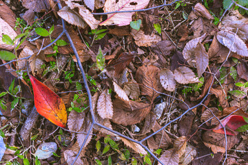 鮮やかな落ち葉