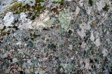 Various colored moss and grasses seen on the rock.Various vital plants on rock background found in nature. Selective focus. Noise effect.Surface pattern.Natural design.