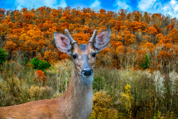 deer in the autumn forest