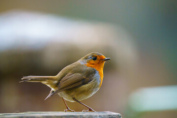 a robin redbreast (Erithacus rubecula) on a wooden bird feeder table