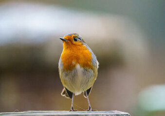 a robin redbreast (Erithacus rubecula) on a wooden bird feeder table