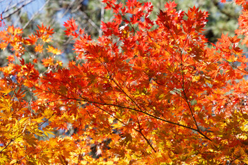 秋、赤黄オレンジに色づいたモミジの葉