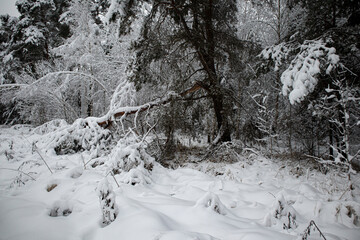 winter landscape forest in the snow