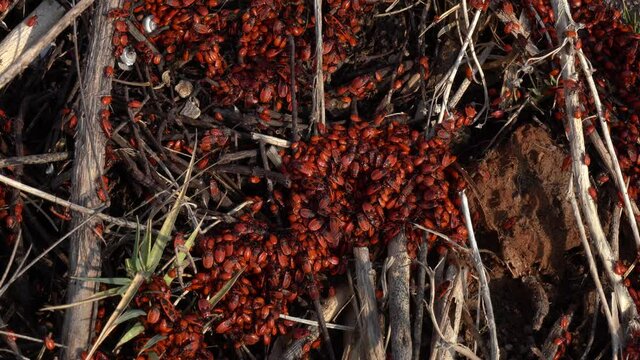 Firefly nest, with lots of beetles