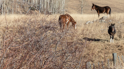 The Horses of the Rocky Mountains 