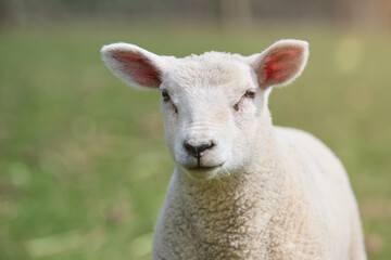 Naklejka na ściany i meble Close up portrait of a white lamb