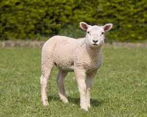 Naklejka na ściany i meble Small white sheep lamb in meadow