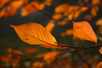 Obraz premium Bright autumn red leaves in sunlight