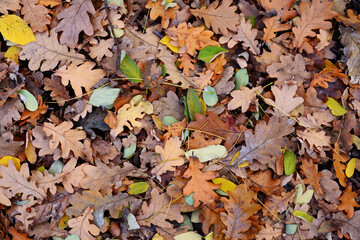 Fallen oak leaves in autumn - 471673743