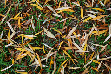 Fallen willow leaves in autumn - 471673751