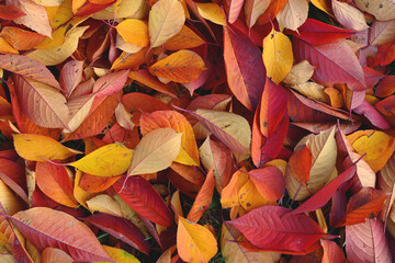Background of autumn red and yellow leaves - 471673760