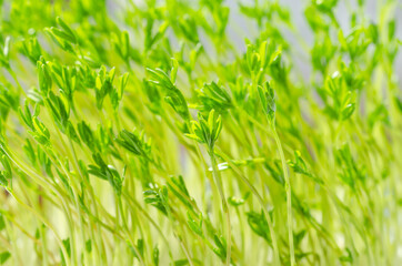 Puy lentil microgreens, front view, close up. Le Puy lentil seedlings. Young plants and shoots of French green lentils, sprouted Lens esculenta puyensis in sunlight used as garnish and leaf vegetable.