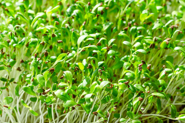 Alfalfa microgreens close up. Fresh and young lucerne seedlings, Medicago sativa, in sunlight. Green shoots, young plants and sprouts. Legume, used as forage crop, as a garnish or as a leaf vegetable.