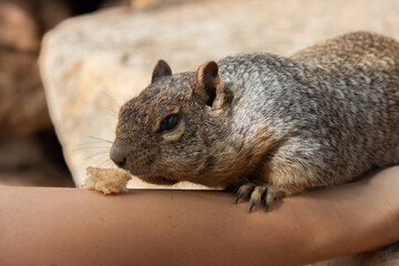squirrel sniffing on food