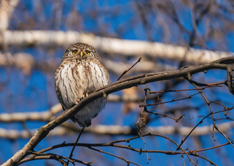 Sparrow owl sits on a tree branch